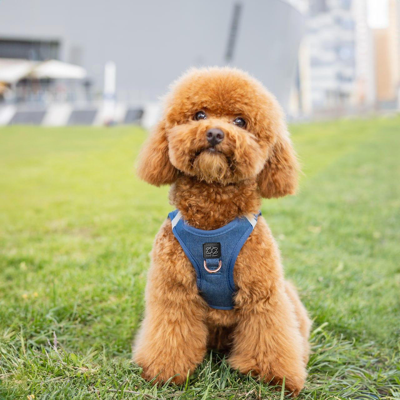 designer dog leashes and collars, designer dog collar and leash, pet accessories designer, fancy harness for dogs, luxury dog harness, fancy dog stuff, pet accessories designer, stylish dog leash