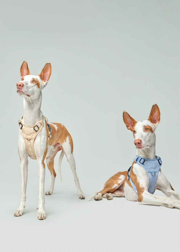 The NoMad Adjustable Luxe Harness: Premium Comfort, Smart Design, and Everyday Adventure for Your Dog