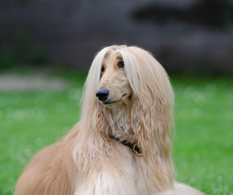 Least Intelligent Dog Breed