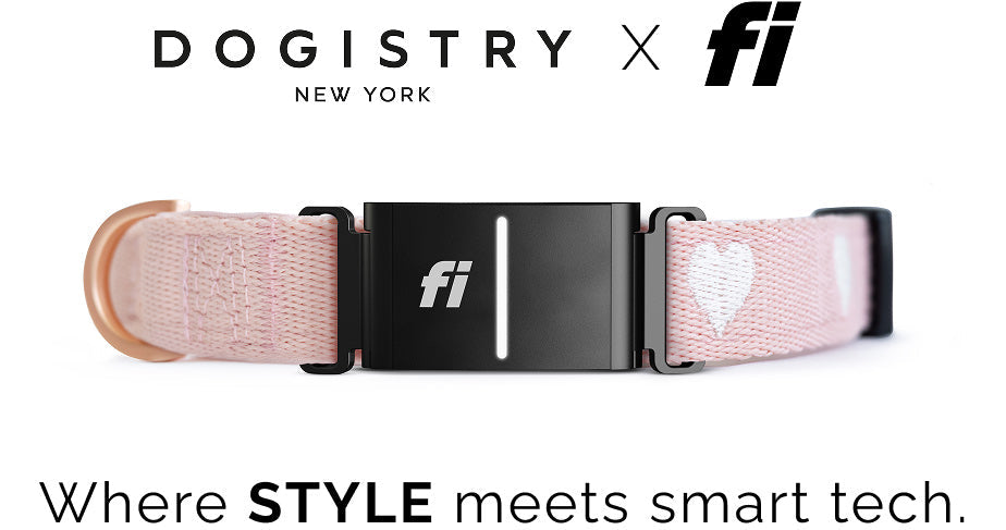 Proactive Pet Health: Using Smart Collars & Wearables to Catch Issues Early