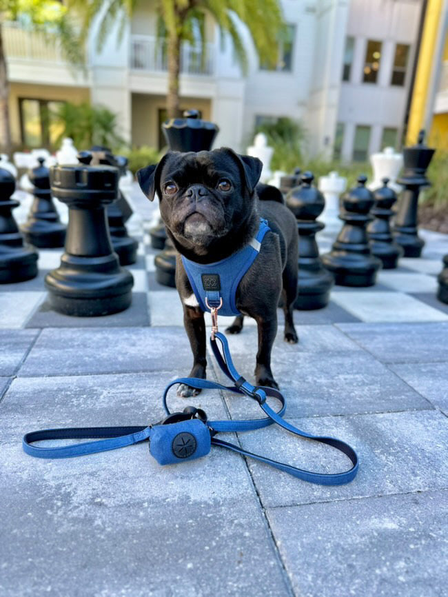 Why Every Dog Owner Needs a Hands-Free Leash (and How to Use One) 🐾