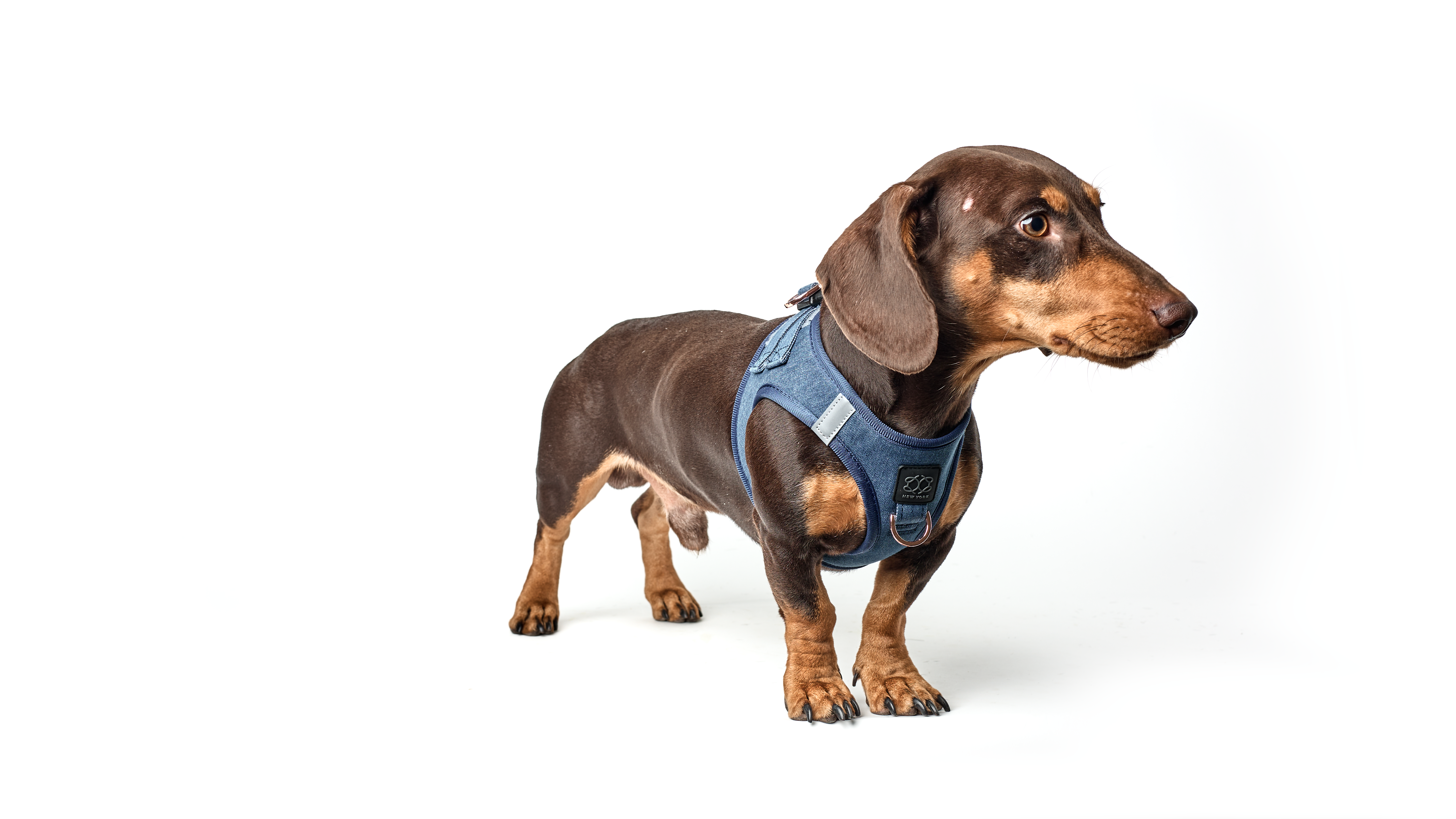 When Were Harnesses Invented? A Fun Look Back in Time