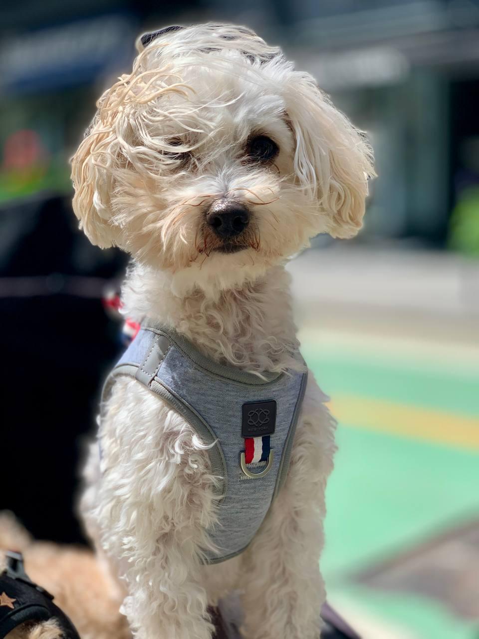 How to Help Your Dog Stay Calm on Busy City Walks: Urban Training Tips That Work đâđŠș
