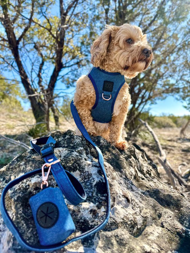 What to Pack in Your Dog Walking Bag: Essentials Every Dog Parent Needs