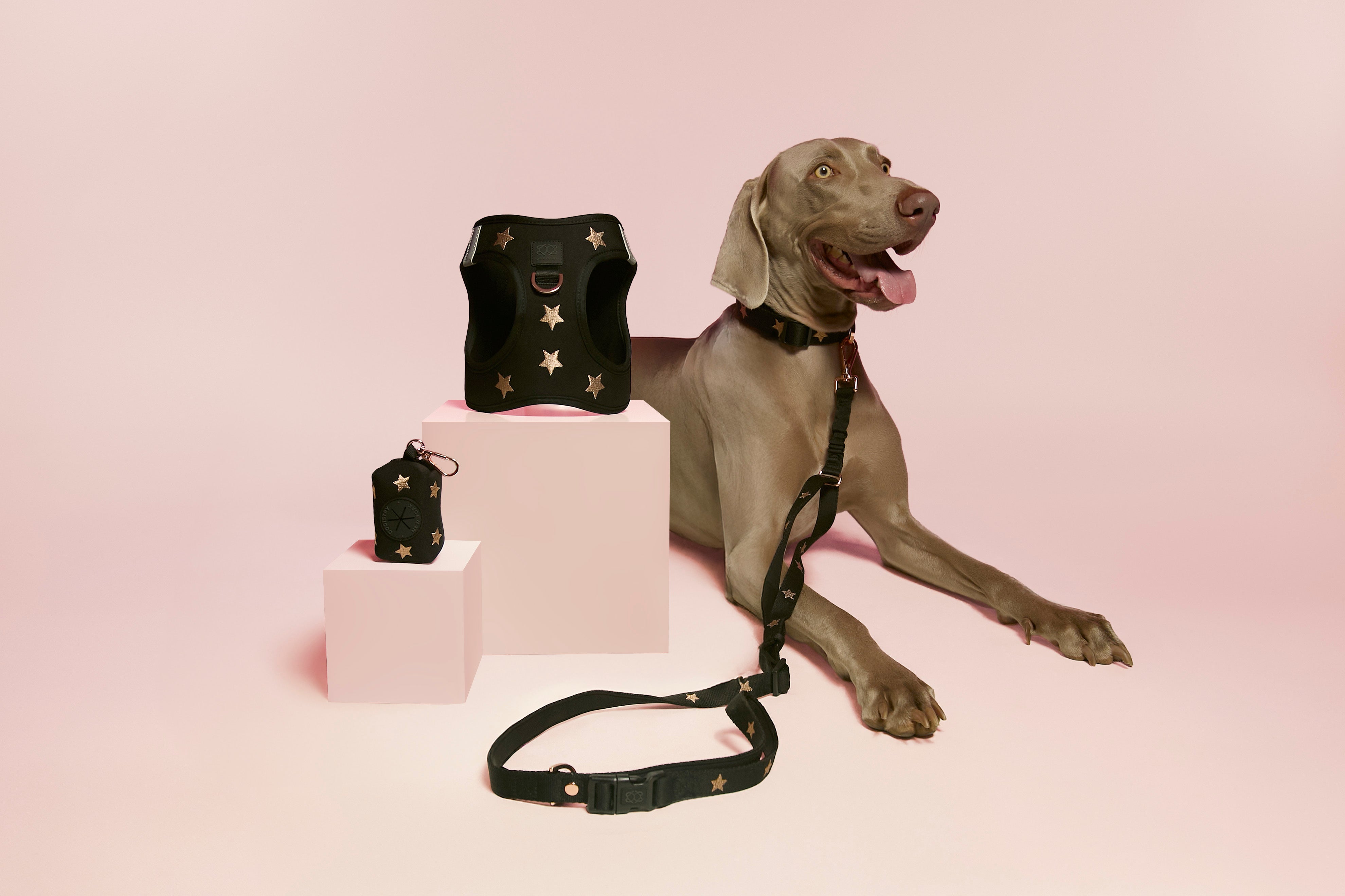 Why Matching Dog Walking Sets Are Trending in 2025 (And How to Style Yours)