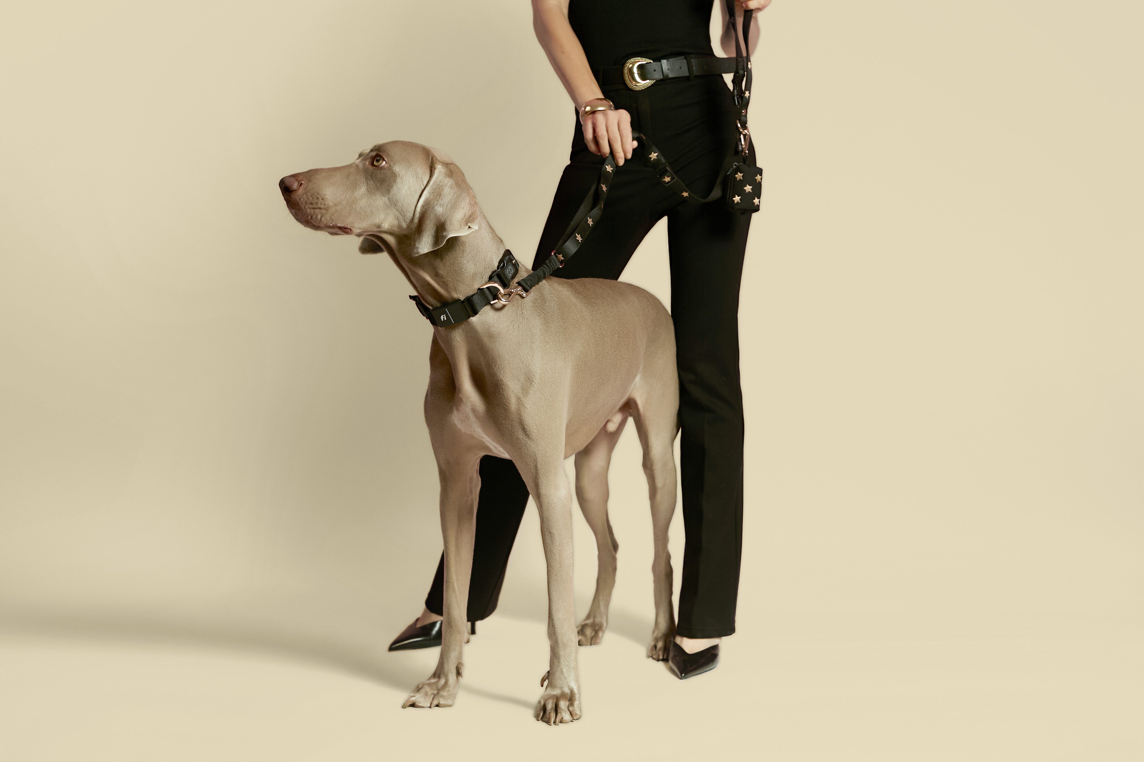 Dog Leashes Explained – Control, Comfort, and Style for Every Walk