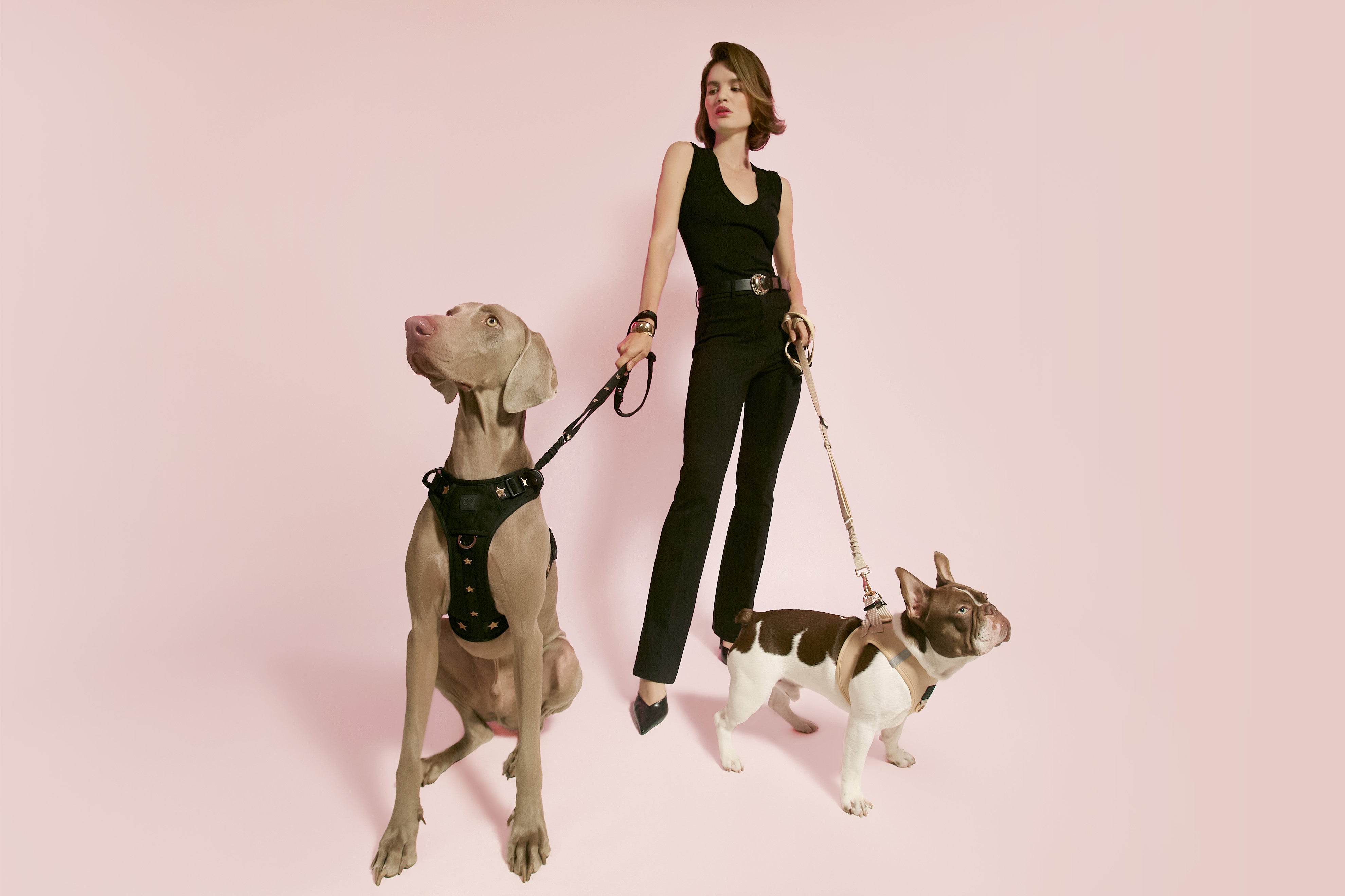 Stop the Tug: Tips to Make Walks Enjoyable for You and Your Pup