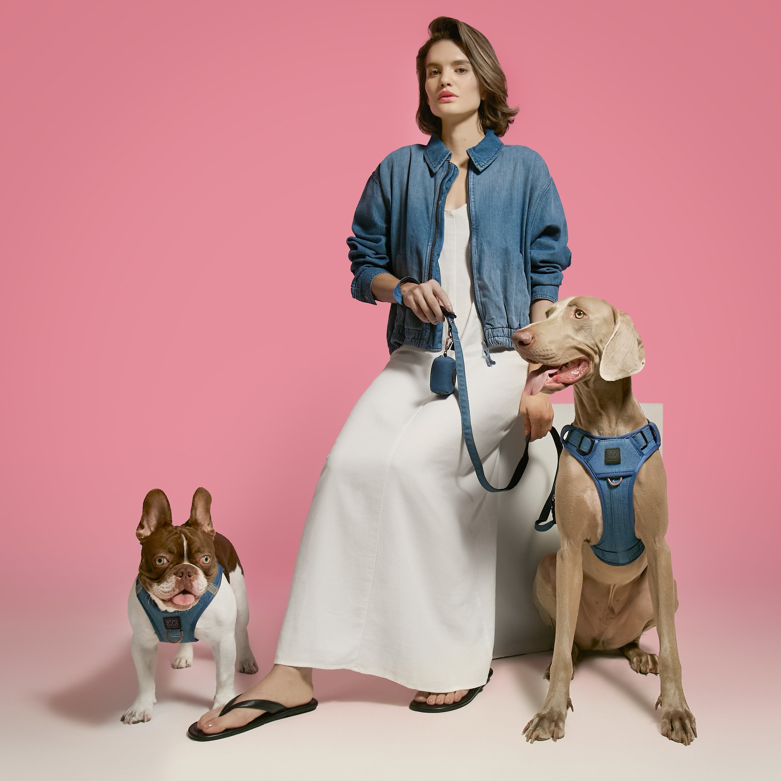 The Complete Dog Walking Set: Harness, Leash, and Poop Bag Holder