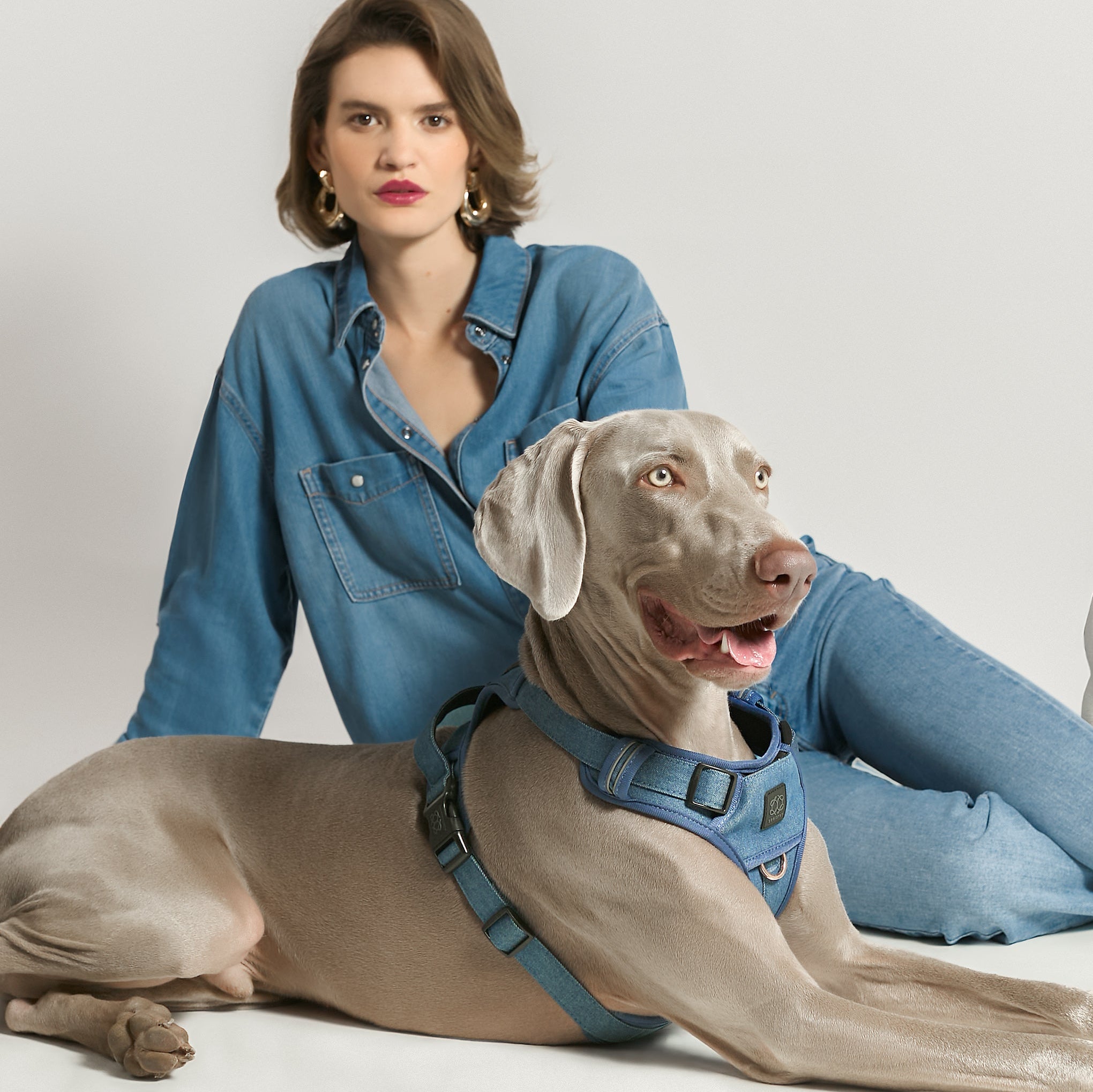 The Complete Guide to Choosing the Right Dogistry Dog Harness for Everyday Walking