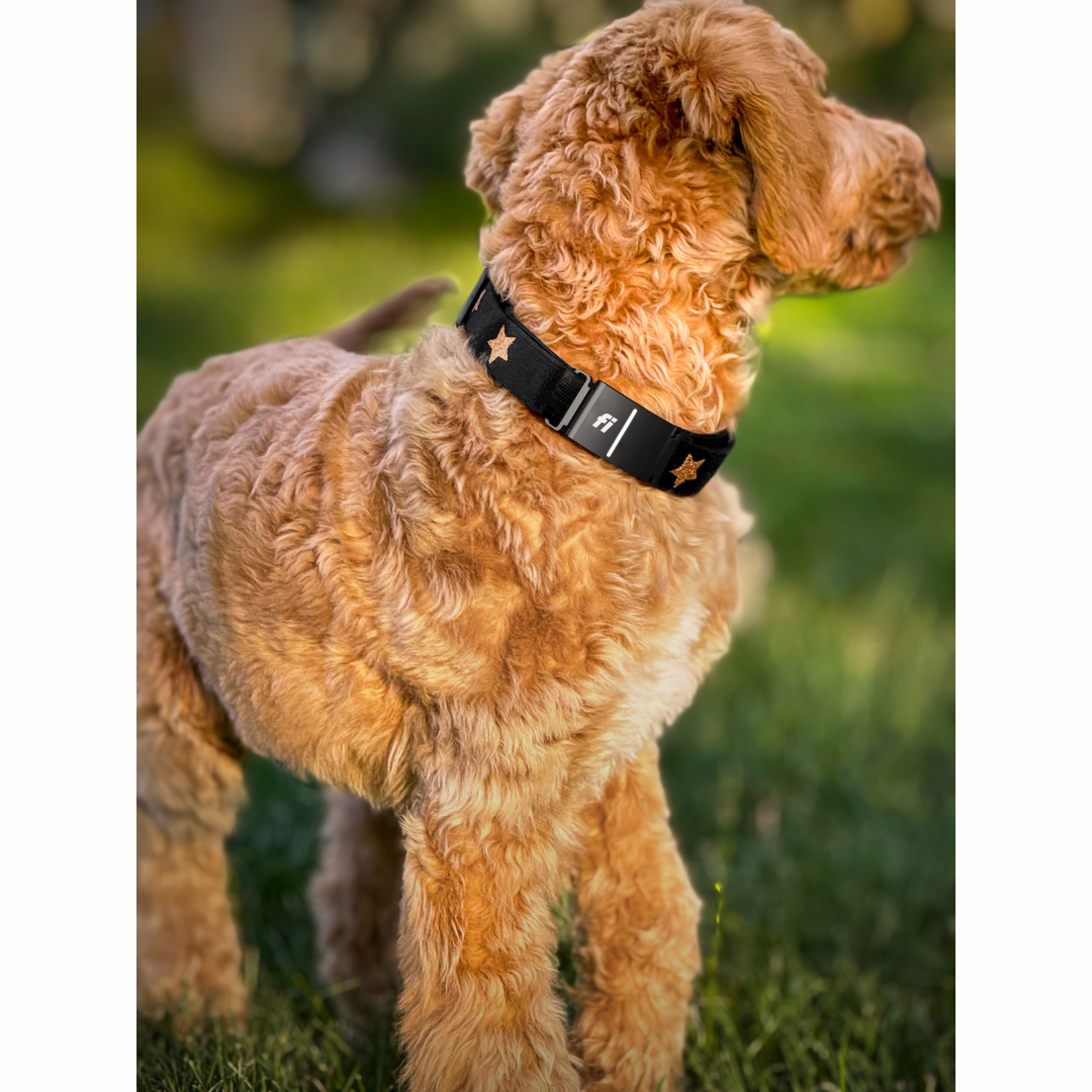 Is Dog Walking in 2025 the Era of GPS & Wellness Walks?