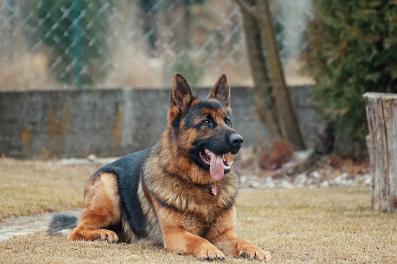 German Shepherds - Best Guard Dogs for Women