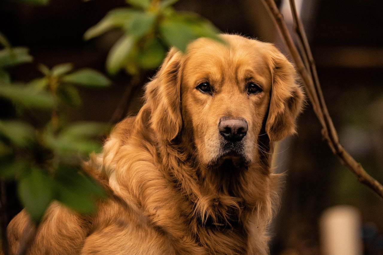Best Dog Breed For First Time Owners - Golden Retriever