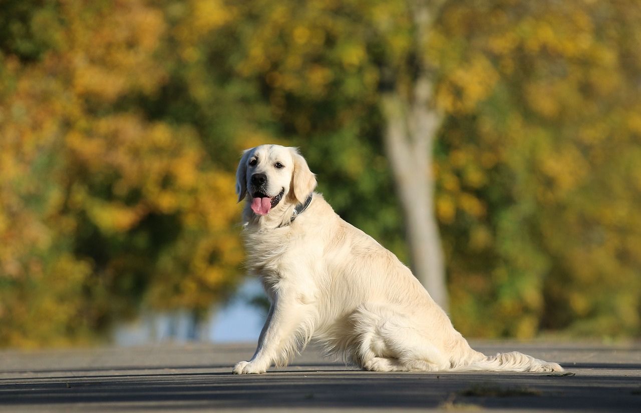 Least Aggressive Dog Breed - Golden Retrievers