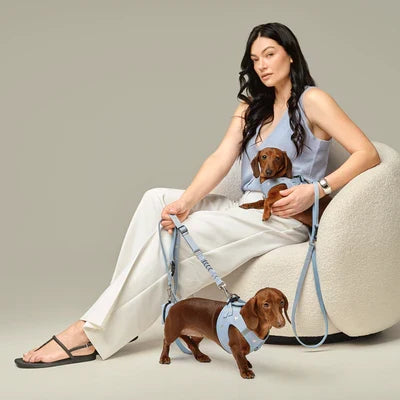 Build the Ultimate Dog Walking Kit: Essential Accessories Every Dog Owner Should Carry
