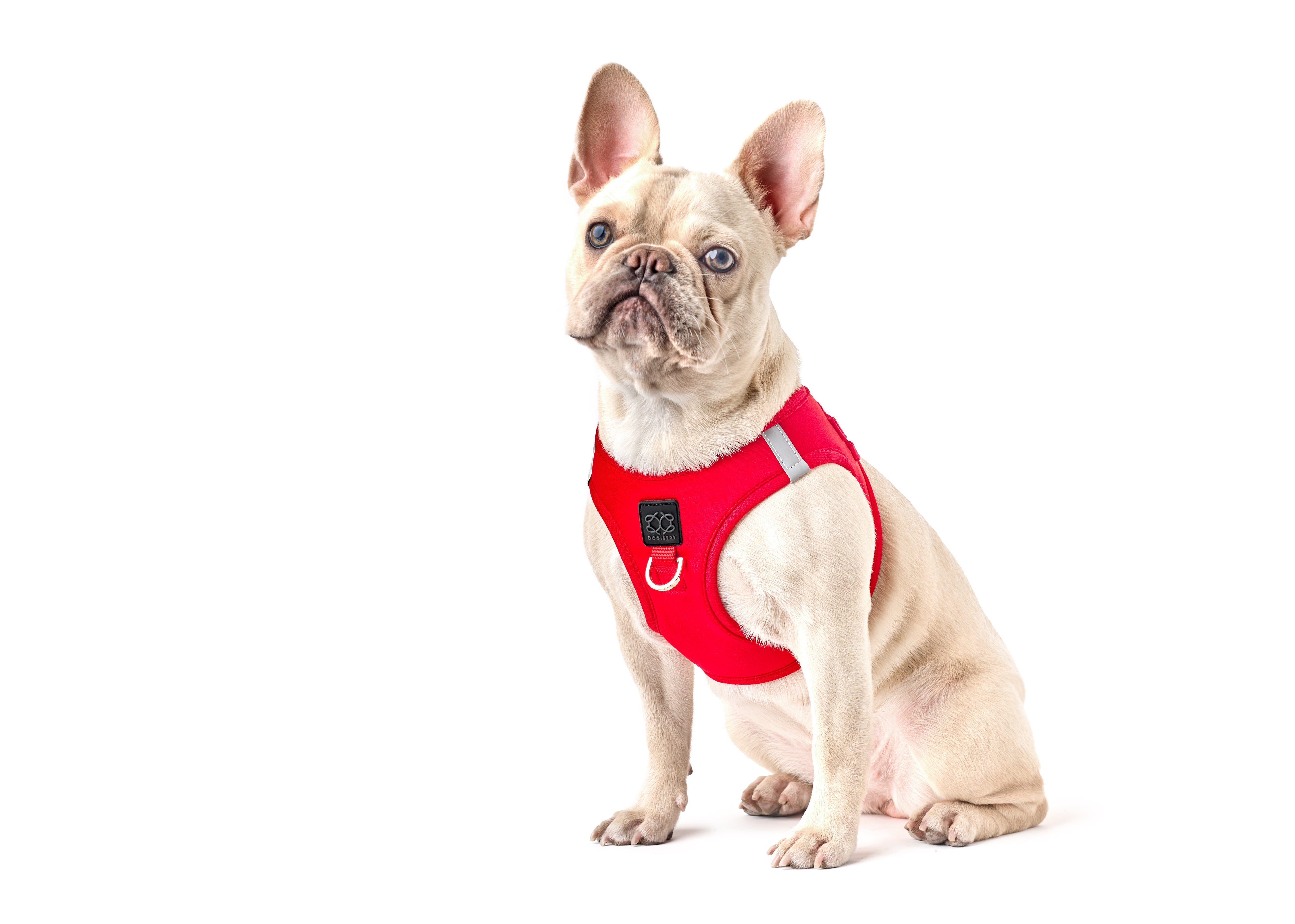 The Best Harnesses and Walking Gear for French Bulldogs: Comfort Meets Style