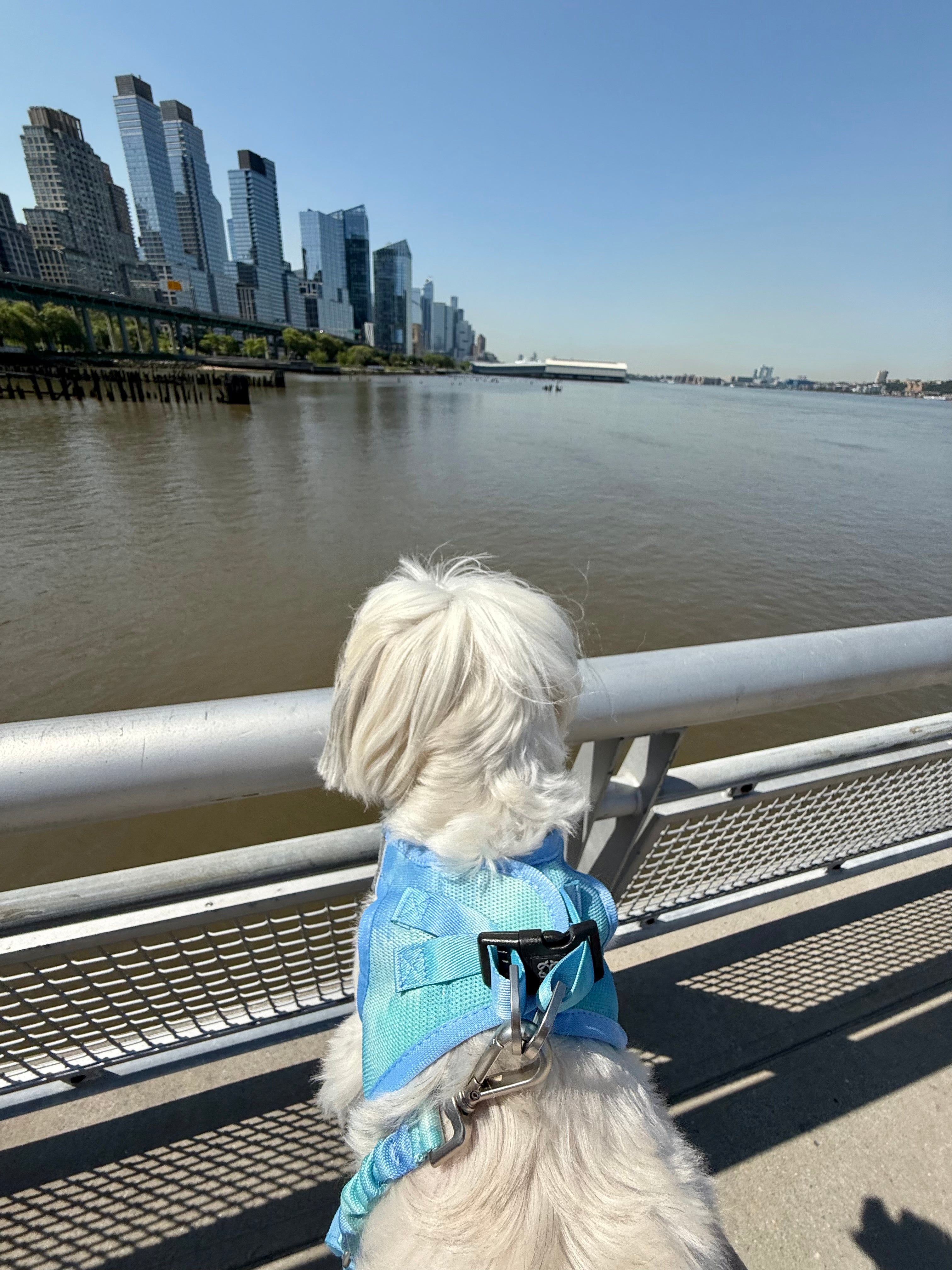 Top Dog Walking Tips for New NYC Dog Owners