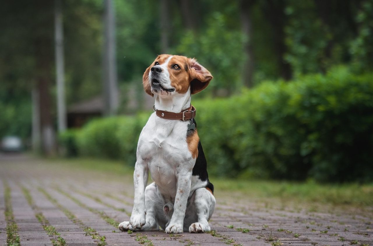 The No-Pull Revolution: Why Dog Owners Are Ditching Traditional Collars in 2025