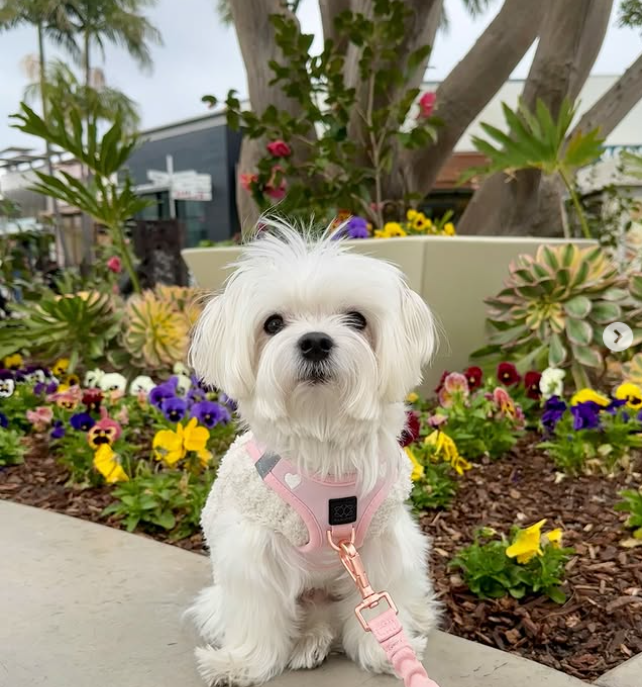 What Every New Dog Mom Should Know in the First 30 Days