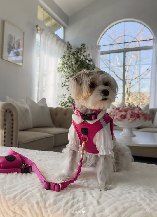 Stylish Dog Accessories