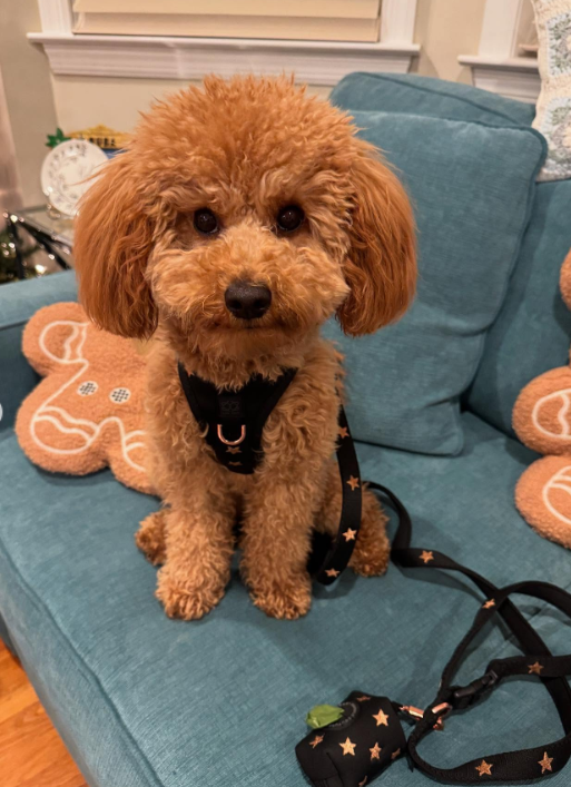 designer dog leashes and collars, designer dog collar and leash, pet accessories designer, fancy harness for dogs, luxury dog harness, fancy dog stuff, pet accessories designer, stylish dog leash