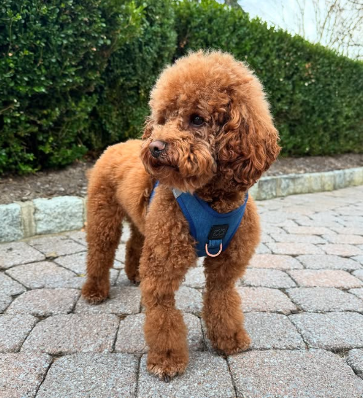 Signs of a Happy Dog: What All Dog Moms Should Know (Even If They’re Quiet)