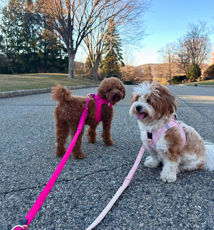 Are Retractable Leashes Safe? Pros, Cons, and Safer Alternatives Every