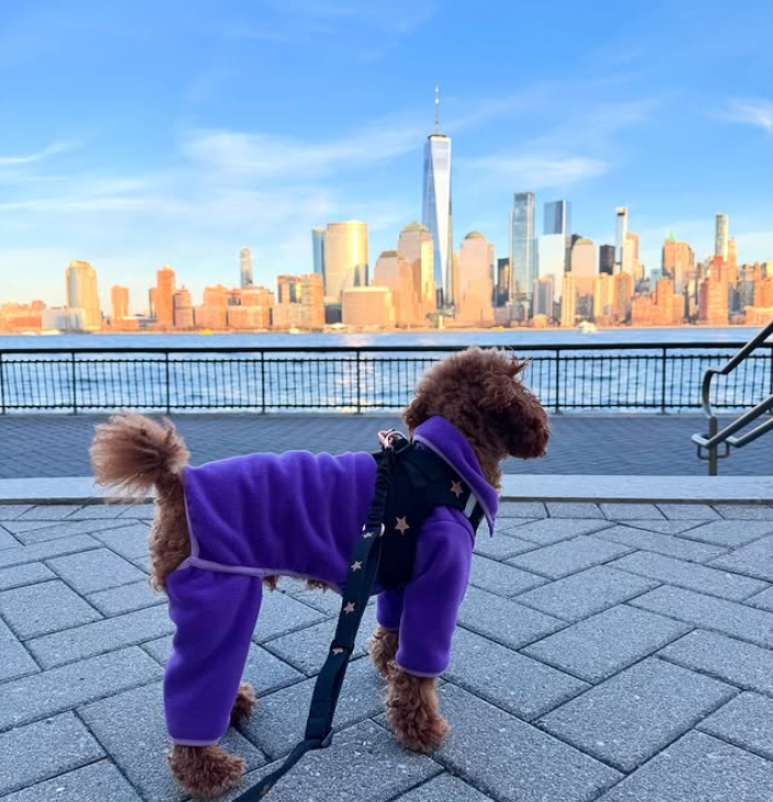 How to Train Your Dog to Walk Nicely on a LeashâEven in a Busy City đŸ