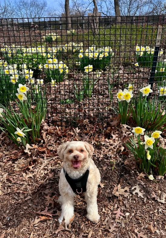 designer dog leashes and collars, designer dog collar and leash, pet accessories designer, fancy harness for dogs, luxury dog harness, fancy dog stuff, pet accessories designer, stylish dog leash