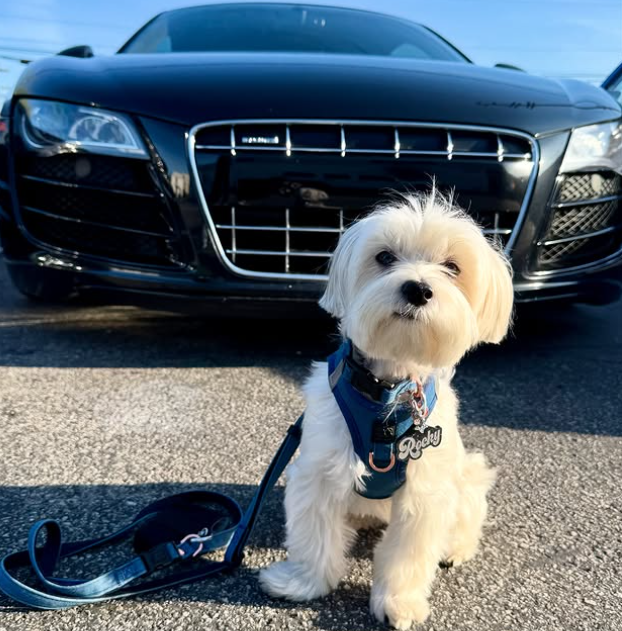 designer dog leashes and collars, designer dog collar and leash, pet accessories designer, fancy harness for dogs, luxury dog harness, fancy dog stuff, pet accessories designer, stylish dog leash