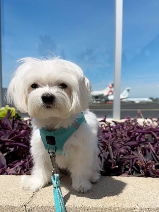 designer dog leashes and collars, designer dog collar and leash, pet accessories designer, fancy harness for dogs, luxury dog harness, fancy dog stuff, pet accessories designer, stylish dog leash