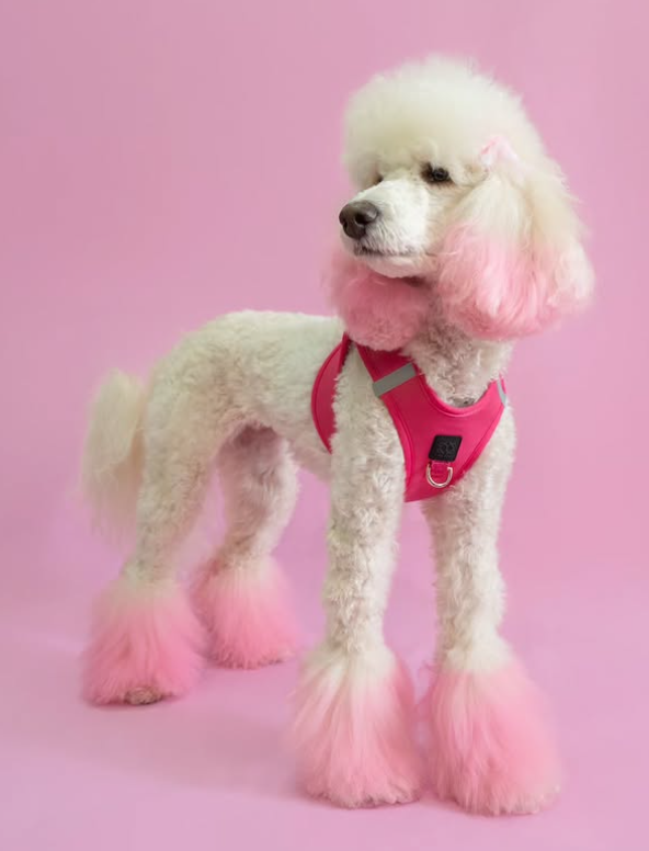 Why Dog Walks Are Safer with a No-Pull Harness (Vet-Backed Tips!)