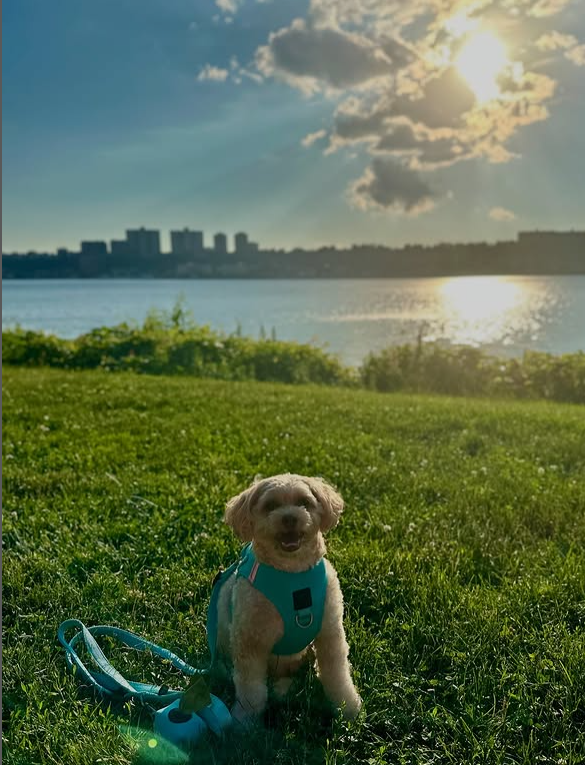 Dog Mom Self-Care: Balancing Life with a Puppy Without Burning Out