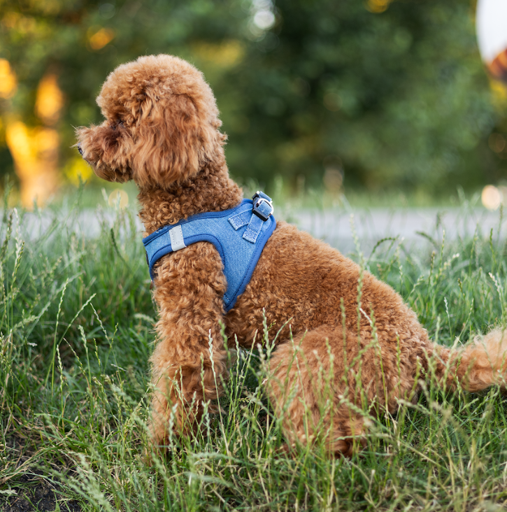 Top 5 Benefits of Using a No-Pull Dog Harness for Daily Walks