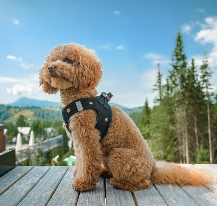 How to Transition Your Pup From a Collar to a Harness Safely