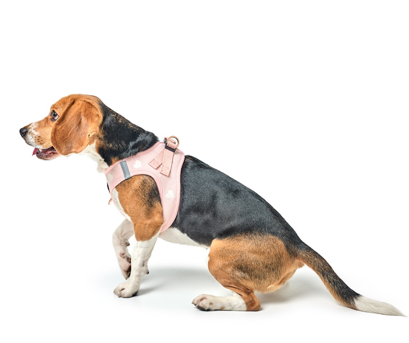 Sustainable Dog Gear Buyers Love: Materials, Match Sets & Ethical Design