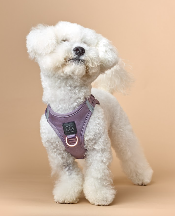 The Best Harness for Small Dogs: Comfort, Safety & Style in Every Walk