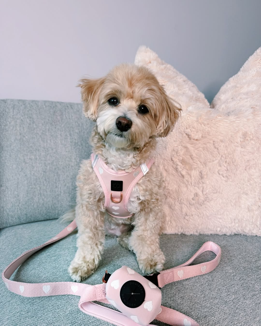 Why Matching Dog Walking Sets Make Every Walk Easier