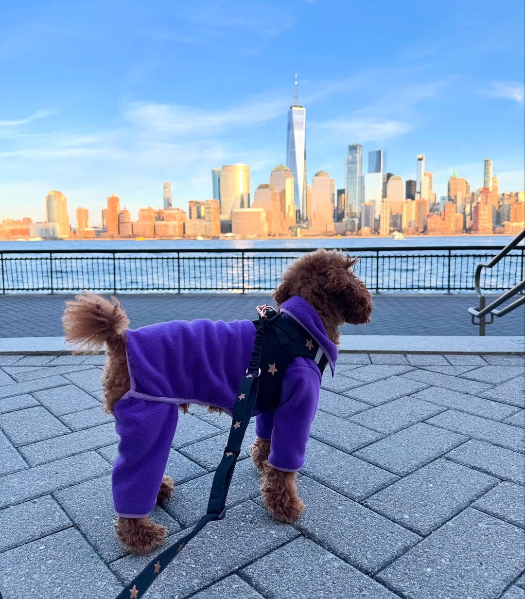 Dogistry Dog Leashes: Adjustable Control, Safety, and Style for Modern Dog Owners