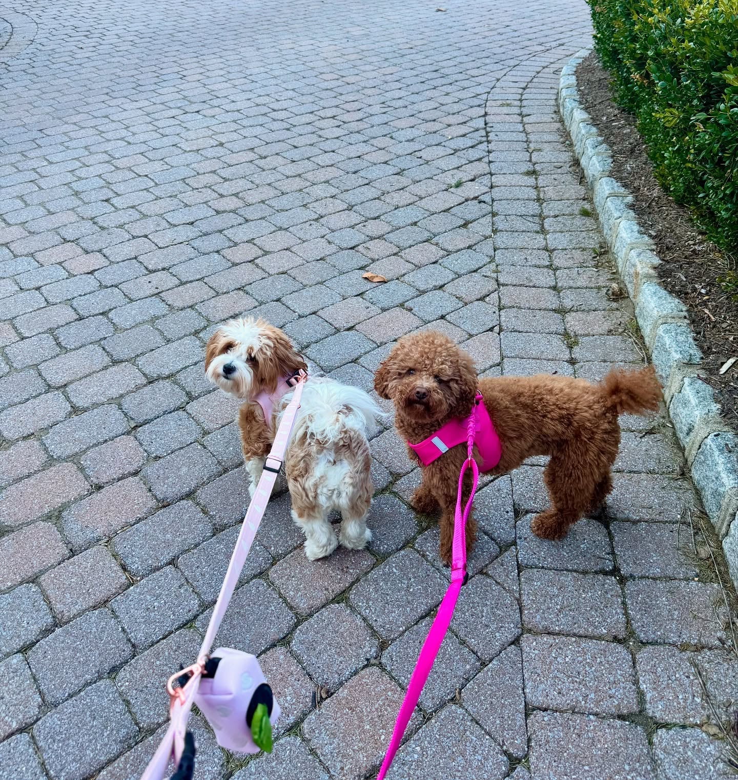 How to Choose the Right DOGISTRY Leash for Comfort, Control, and Everyday Adventures
