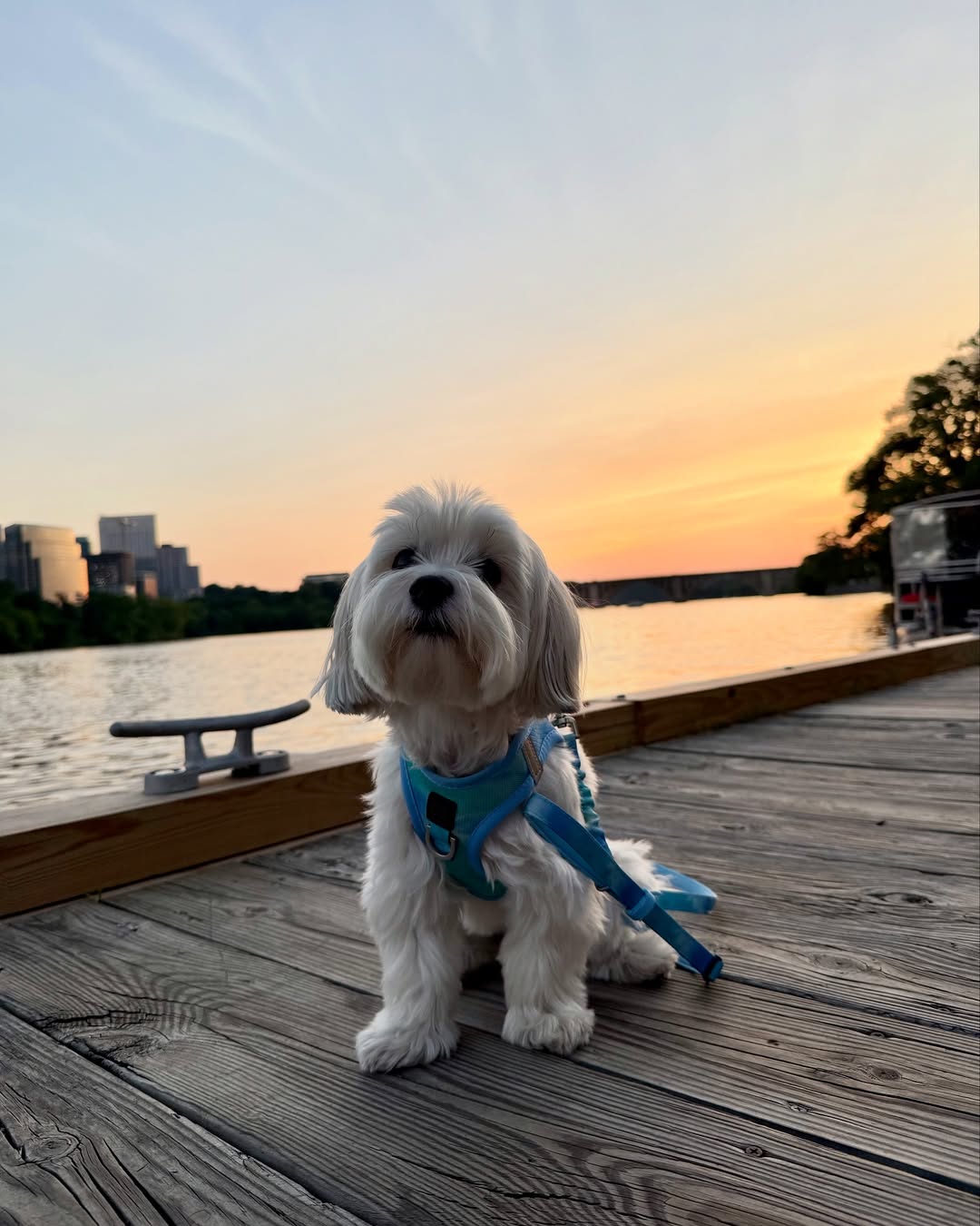 The Ultimate Dog Harness Buying Guide: Why Dogistry Harnesses Are Built for Better Walks