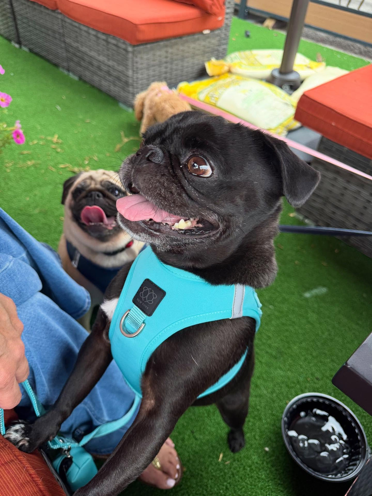 How to Choose the Best Dog Harness for Comfort, Control, and Everyday Walks