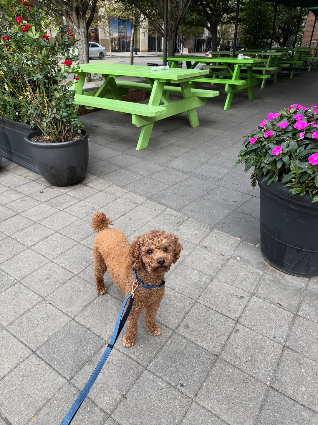 Choosing the Right DOGISTRY Leash: A Complete Guide to Better Everyday Walks