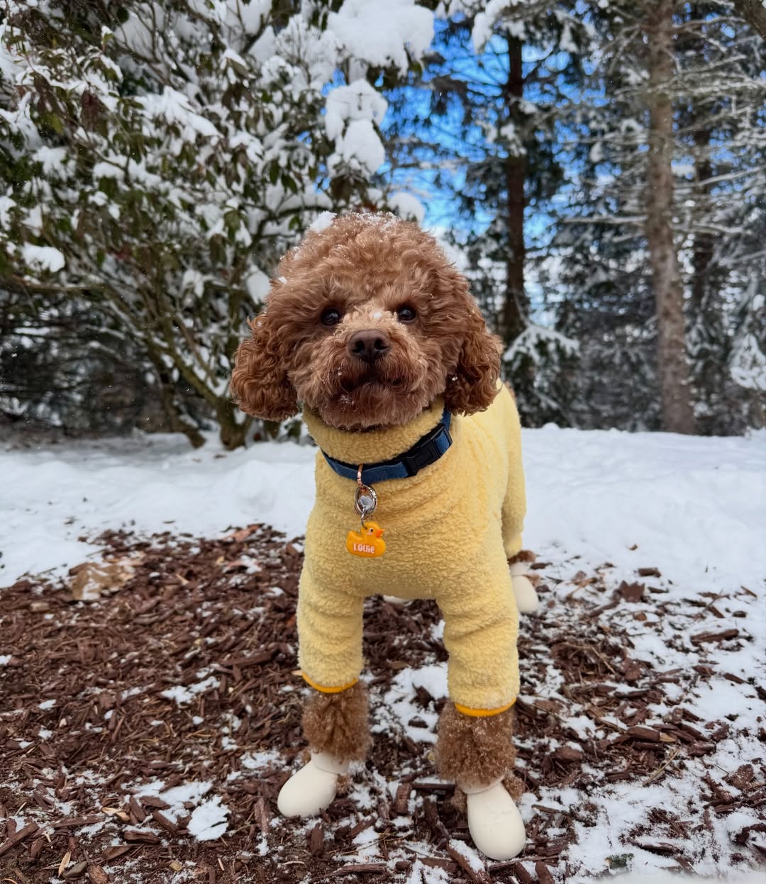 Learn why Dogistry dog leashes provide durability, comfort, and better control during daily walks. Discover how the right leash improves safety and training.