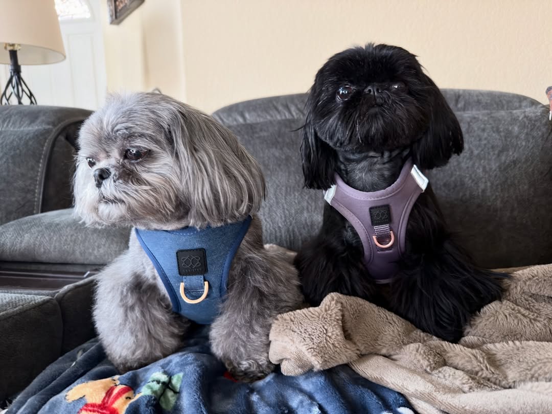 Why a Dogistry Dog Harness Is the Best Choice for Comfortable Daily Walks