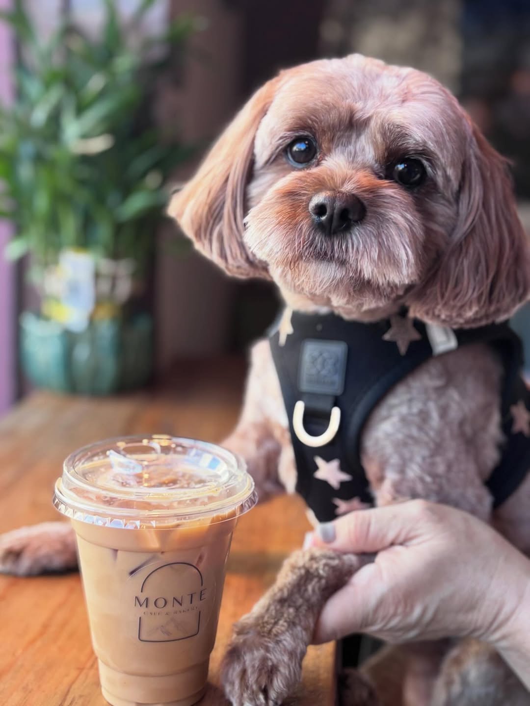 How Dogistry Harnesses Improve Training, Behavior, and Long-Term Walking Discipline