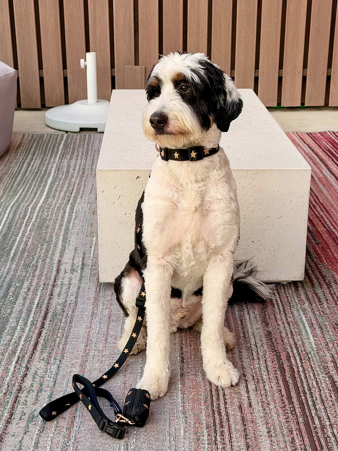 Why Dogistry Dog Collars Are Essential for Everyday Safety, Comfort, and Style