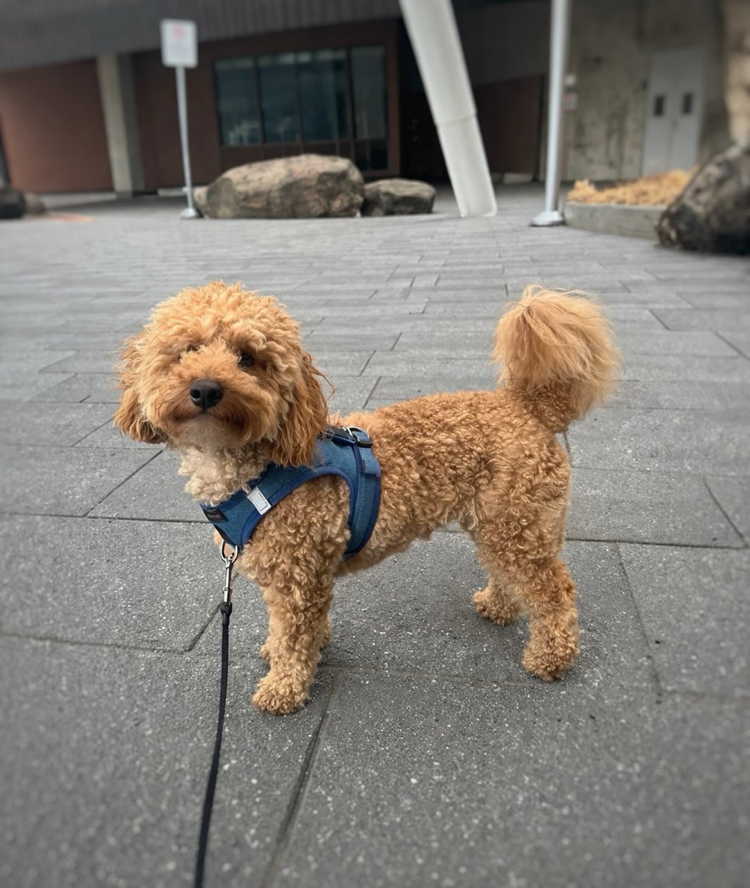 The Ultimate Guide to Dogistry Harnesses for Comfort, Safety, and Superior Control