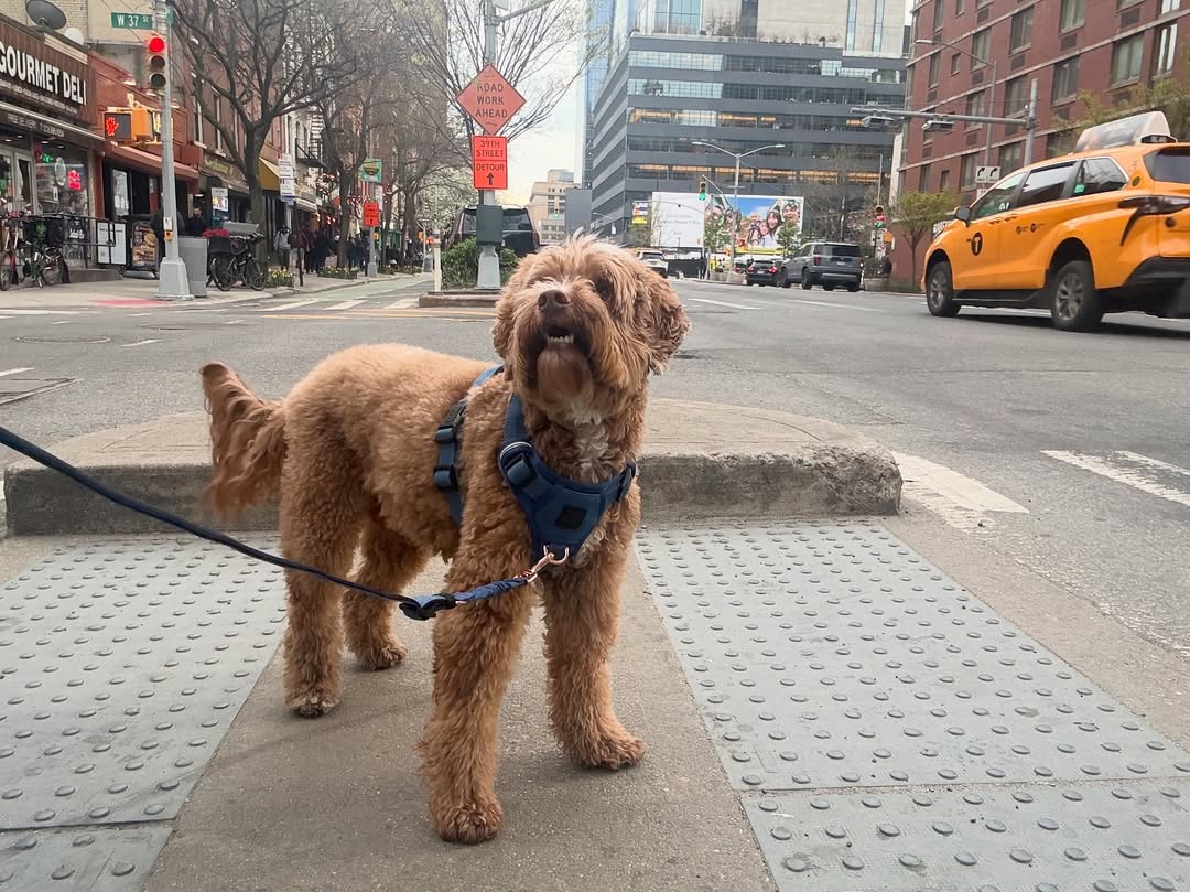 Why Dogistry Adjustable Leashes Give Dog Owners Better Freedom, Control, and Flexibility During Walks