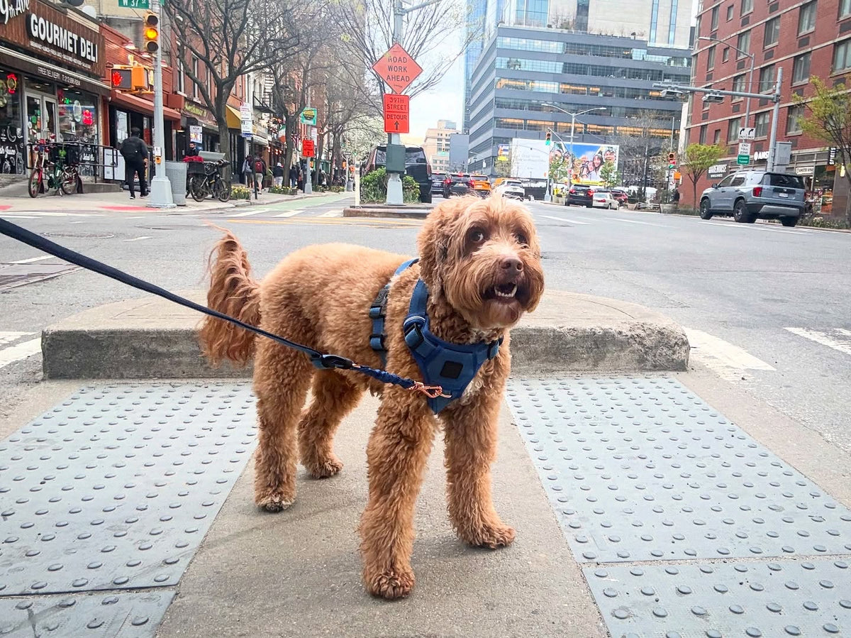 The Ultimate Guide to Choosing the Right Dog Leash for Everyday Walks