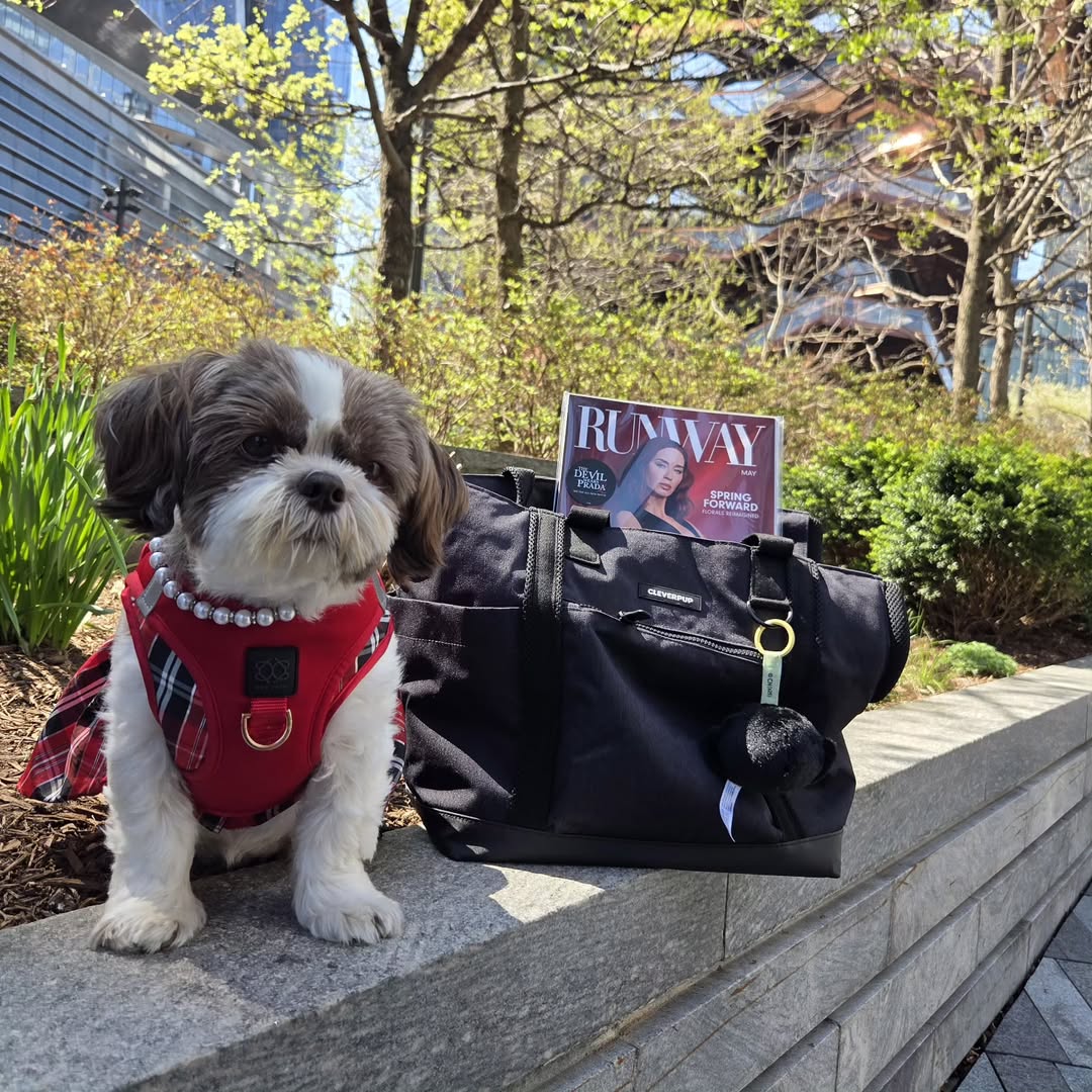 Why Dogistry Step-In Harnesses Make Daily Walks Easier, Safer, and More Comfortable